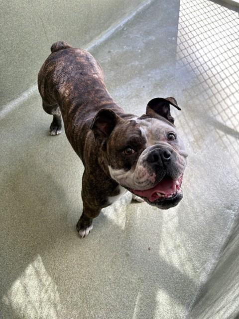 Shelter Stray Female Dog last seen , 31044 Charlie Canyon Rd, Castaic, CA 91384, USA