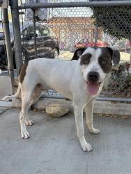 Shelter Stray Male Dog last seen , 31044 Charlie Canyon Rd, Castaic, CA 91384, USA