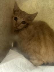 Shelter Stray Unknown Cat last seen , 11361 W Pico Blvd, Los Angeles, CA 90064, USA
