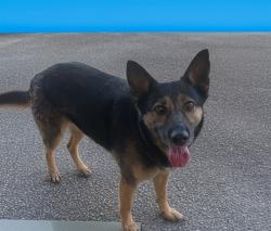 Shelter Stray Female Dog last seen , 38550 Sierra Hwy, Palmdale, CA 93550, USA