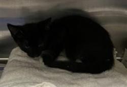 Shelter Stray Unknown Cat last seen , 11361 W Pico Blvd, Los Angeles, CA 90064, USA