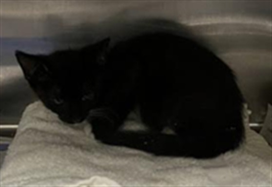 Shelter Removed Unknown Cat last seen , 11361 W Pico Blvd, Los Angeles, CA 90064, USA