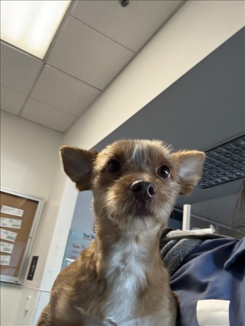 Shelter Stray Female Dog last seen , 11361 W Pico Blvd, Los Angeles, CA 90064, USA