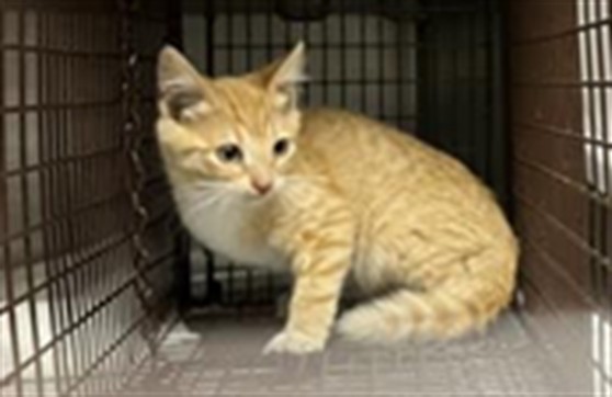 Shelter Stray Male Cat last seen , 11361 W Pico Blvd, Los Angeles, CA 90064, USA