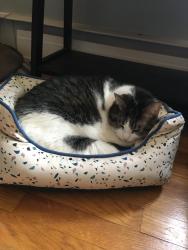 Lost Female Cat last seen Milford Ave, Milford Square, PA 18951
