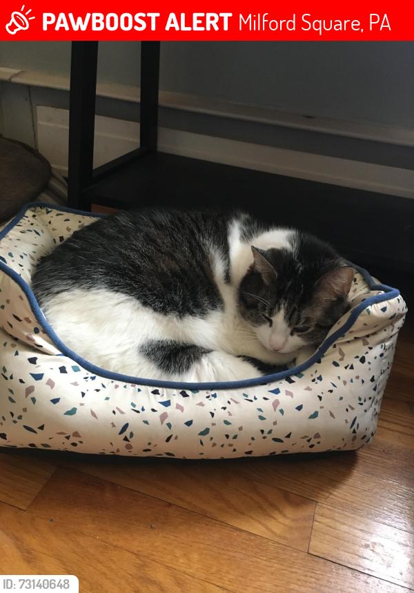 Lost Female Cat last seen Milford Ave, Milford Square, PA 18951