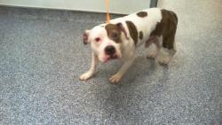 Shelter Stray Male Dog last seen CHARLOTTE, 8315 Byrum Dr, Charlotte, NC 28217, USA