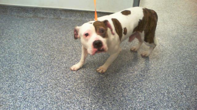 Shelter Stray Male Dog last seen CHARLOTTE, 8315 Byrum Dr, Charlotte, NC 28217, USA