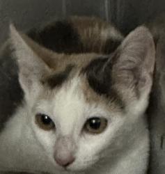 Shelter Stray Female Cat last seen , 957 N Gaffey St, San Pedro, CA 90731, USA