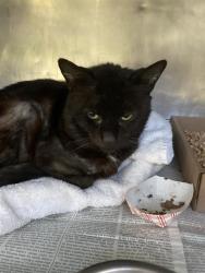Shelter Stray Male Cat last seen Near BLK PASADENA AVE, LONG BEACH, CA 90806, 7700 E Spring St, Long Beach, CA 90815, USA
