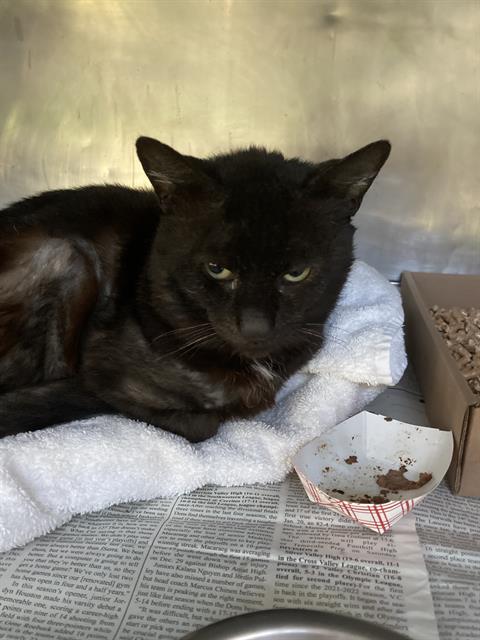 Shelter Stray Male Cat last seen Near BLK PASADENA AVE, LONG BEACH, CA 90806, 7700 E Spring St, Long Beach, CA 90815, USA