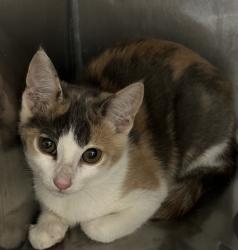 Shelter Stray Female Cat last seen , 957 N Gaffey St, San Pedro, CA 90731, USA