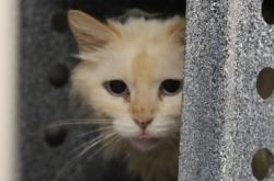 Shelter Stray Male Cat last seen , 4000 N Silverbell Rd, Tucson, AZ 85745, USA