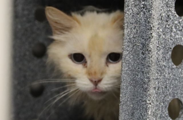 Shelter Stray Male Cat last seen , 4000 N Silverbell Rd, Tucson, AZ 85745, USA
