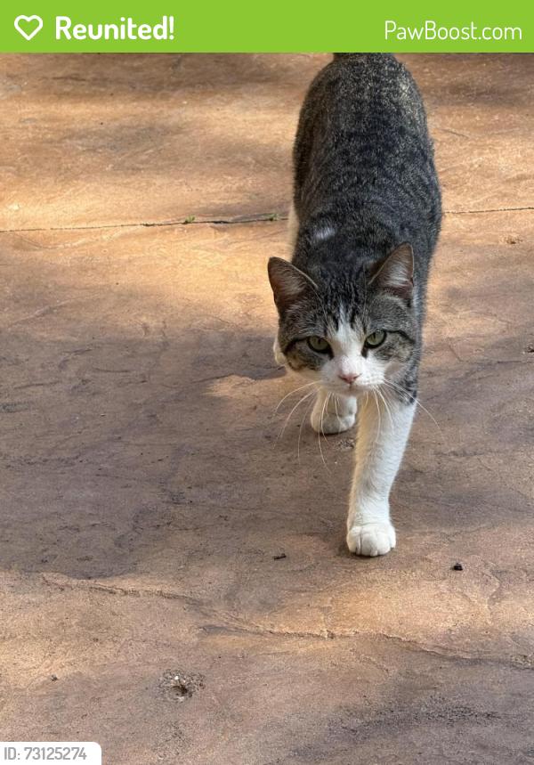 Reunited Male Cat last seen Near speedway on Grand and Milton, Saint Paul, MN 55105