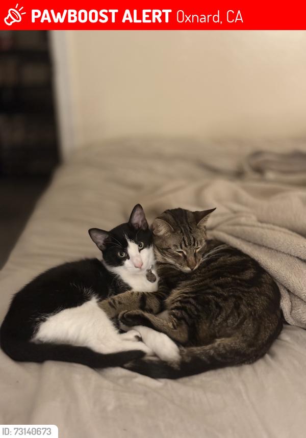 Lost Male Cat last seen Across from the Navy Base, Oxnard, CA 93033