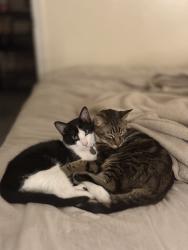 Lost Male Cat last seen Across from the Navy Base, Oxnard, CA 93033