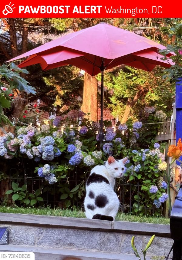 Lost Male Cat last seen Legation Street or Nebraska Avenue, Washington, DC 20015