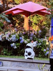 Lost Male Cat last seen Legation Street or Nebraska Avenue, Washington, DC 20015