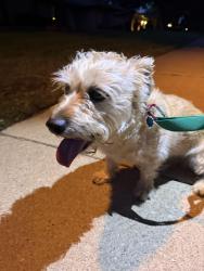 Reunited Unknown Dog last seen Northcrest Dr & Longworth, Plano, TX 75075
