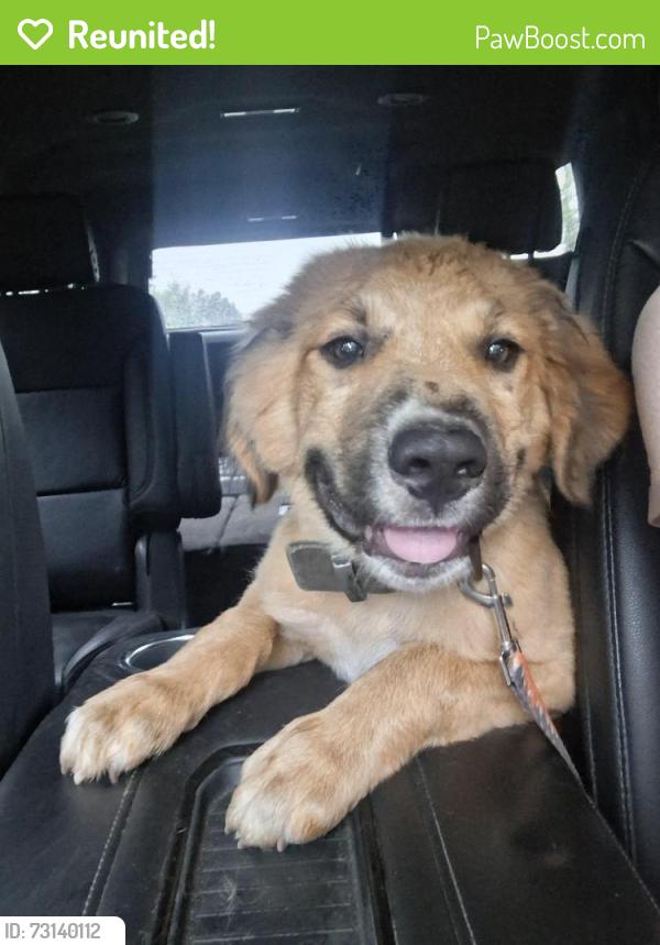 Reunited Male Dog last seen Rosalyn dr sw, Rome, GA 30165