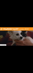 Reunited Male Dog last seen Kipps lane, London, ON 