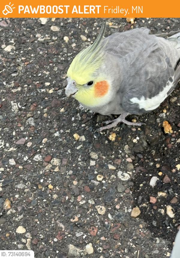 Found/Stray Unknown Bird last seen Mississippi & university, Fridley, MN 55432
