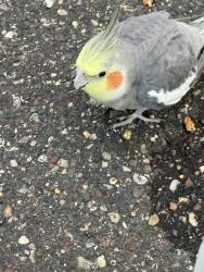 Found/Stray Unknown Bird last seen Mississippi & university, Fridley, MN 55432