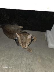 Reunited Unknown Cat last seen Mutt and Jeff's on the West side of lorain, Lorain, OH 44053