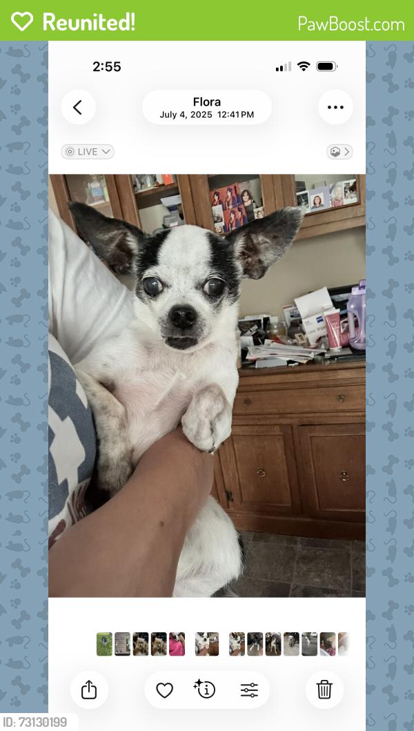 Reunited Male Dog last seen W 16th street, Chicago, IL 60608