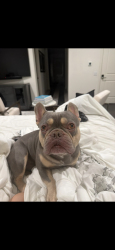 Reunited Male Dog last seen Near sorrel, Rolling Hills Estates, CA 90274