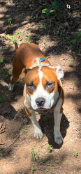 Reunited Male Dog last seen New Hope and Gaddy, Tecumseh, OK 74873