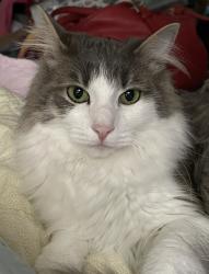 Lost Male Cat last seen Ridgeview apts & 287 across from Immanuel Church, Loveland, CO 80538