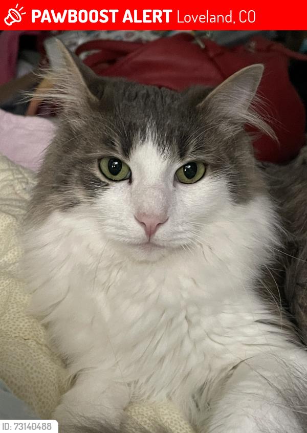 Lost Male Cat last seen Ridgeview apts & 287 across from Immanuel Church, Loveland, CO 80538