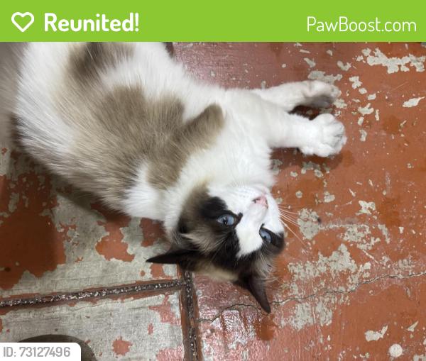 Reunited Unknown Cat last seen Lower Emerald Hills Lake, Emerald Hills, CA 94062