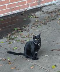 Lost Female Cat last seen Avenue 20 and Darwin Ave Los Angeles CA 90031, Los Angeles, CA 90031