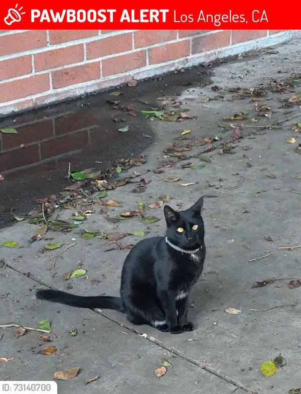 Lost Female Cat last seen Avenue 20 and Darwin Ave Los Angeles CA 90031, Los Angeles, CA 90031