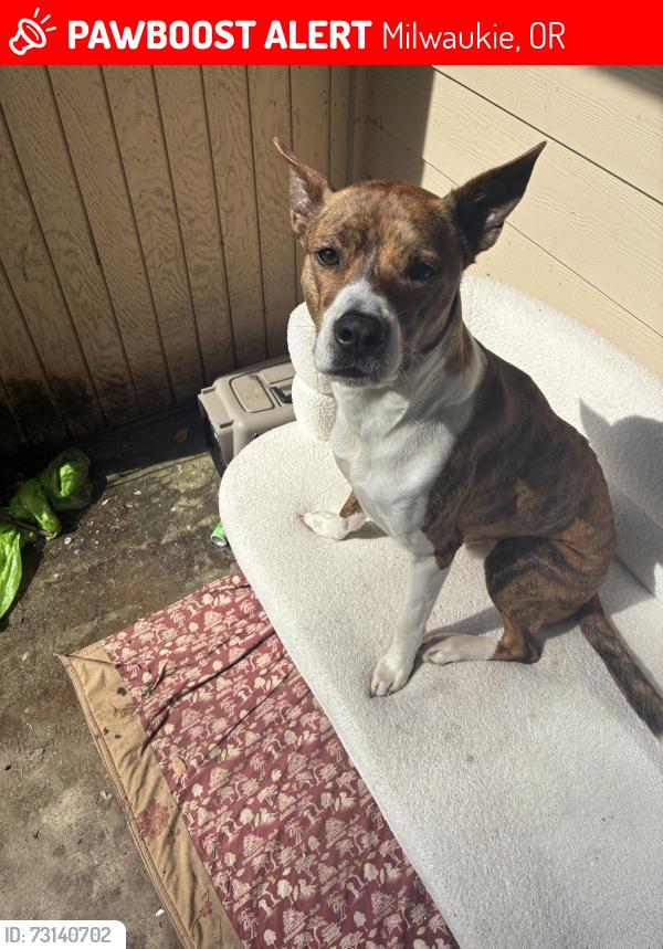 Lost Male Dog last seen 7/11, Milwaukie, OR 97222