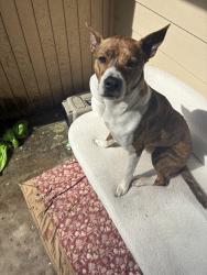 Lost Male Dog last seen 7/11, Milwaukie, OR 97222