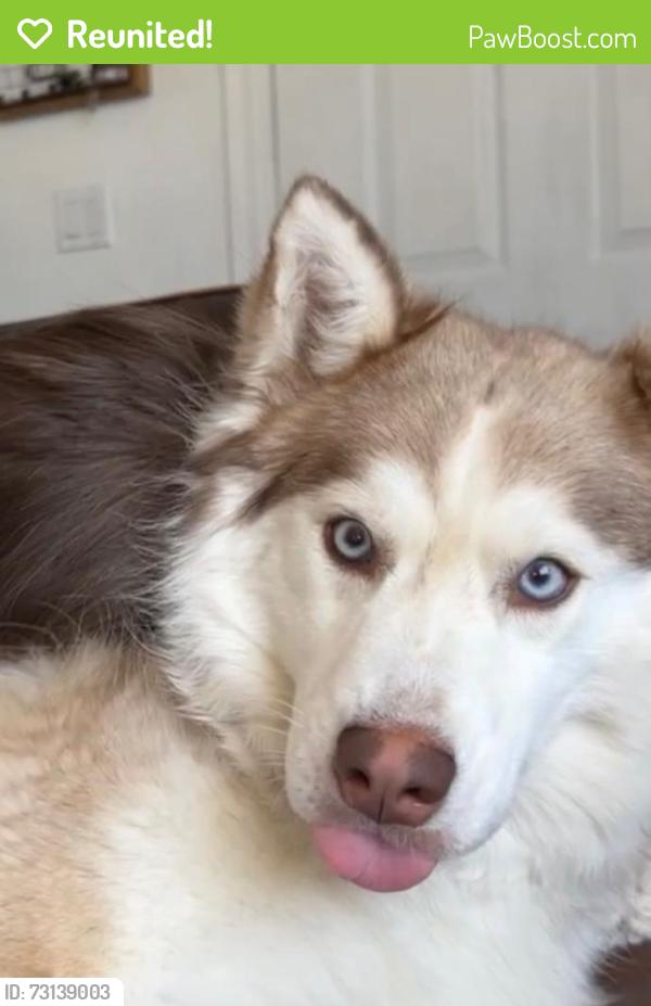 Reunited Female Dog last seen E Bell Rd & N Scottsdale Rd, Scottsdale, AZ 85254, USA, Scottsdale, AZ 85260