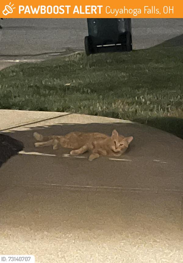 Found/Stray Unknown Cat last seen E Bath, Cuyahoga Falls, OH 44223