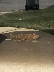 Found/Stray Unknown Cat last seen E Bath, Cuyahoga Falls, OH 44223
