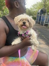 Found/Stray Female Dog last seen Springfield, Queens, NY 11413