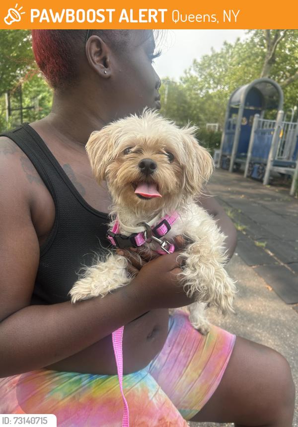 Found/Stray Female Dog last seen Springfield, Queens, NY 11413