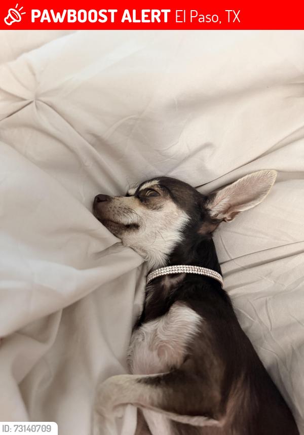 Lost Female Dog last seen Near pikes peak dr, El Paso, TX 79904