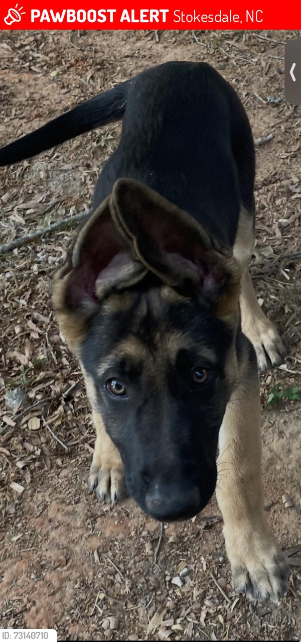 Lost Male Dog last seen Lester Rd, Stokesdale, NC, Stokesdale, NC 27357