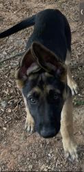 Lost Male Dog last seen Lester Rd, Stokesdale, NC, Stokesdale, NC 27357