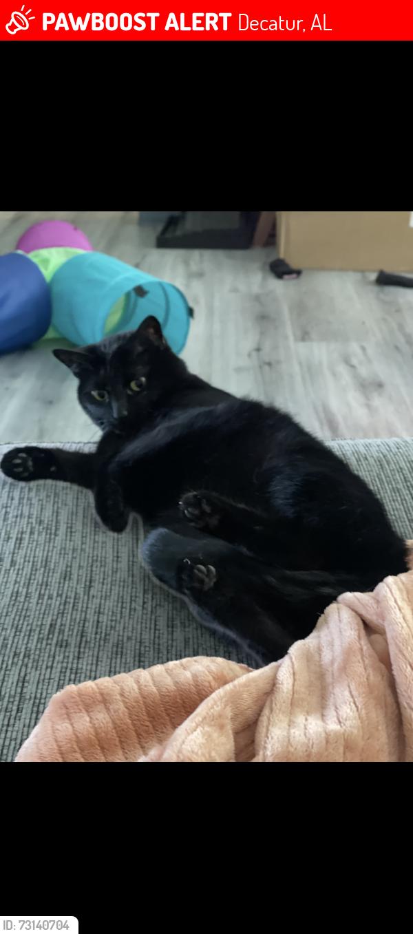 Lost Female Cat last seen apmts on Courtney drive southwest, Decatur, AL 35603