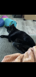 Lost Female Cat last seen apmts on Courtney drive southwest, Decatur, AL 35603