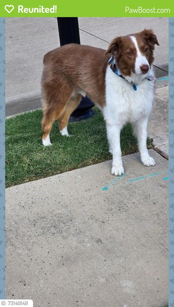 Reunited Male Dog last seen Precinct & Lavaca Trl, Colleyville, TX 76034